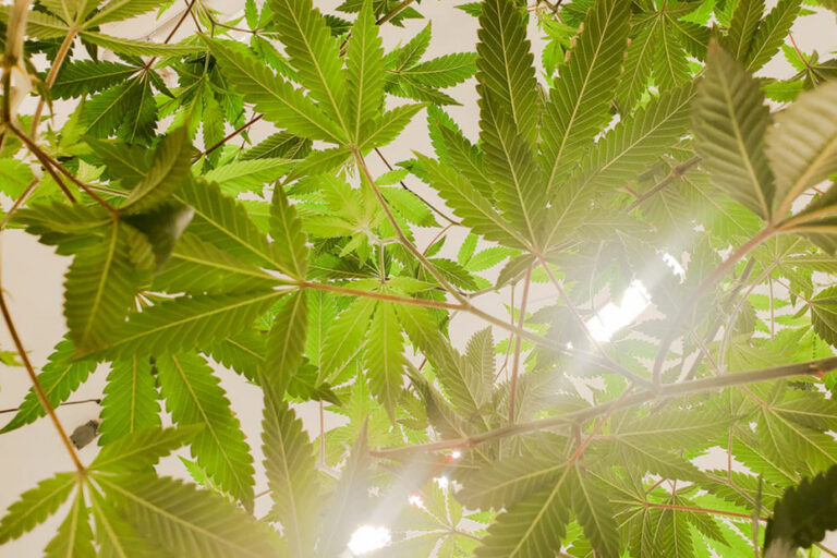 huile de CBD : extraction et fabrication de l'huile de CBD à partir de la plante de cannabis