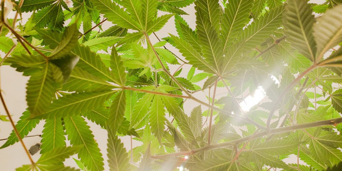 huile de CBD : extraction et fabrication de l'huile de CBD à partir de la plante de cannabis