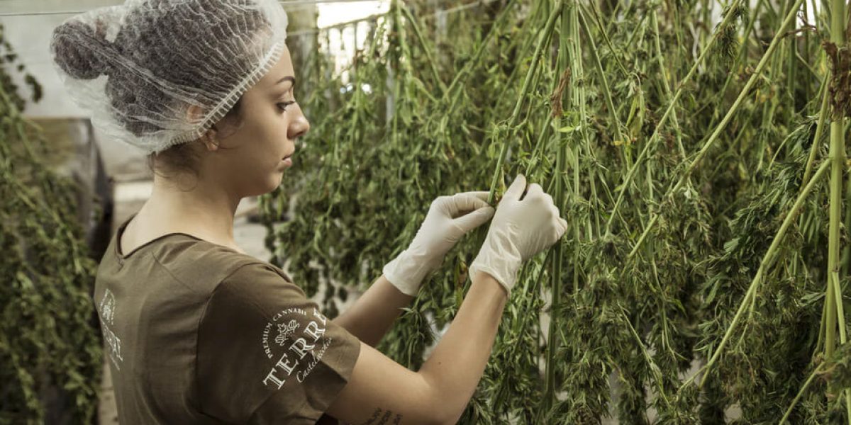 CBD : flacon d'huile de CBD de haute qualité sur fond clair